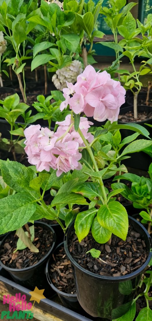 Pink hydrangea flowers blooming in a black pot surrounded by green foliage and other plants in the background.