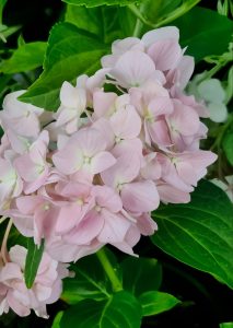 Pale pink hydrangea flowers surrounded by lush green leaves.