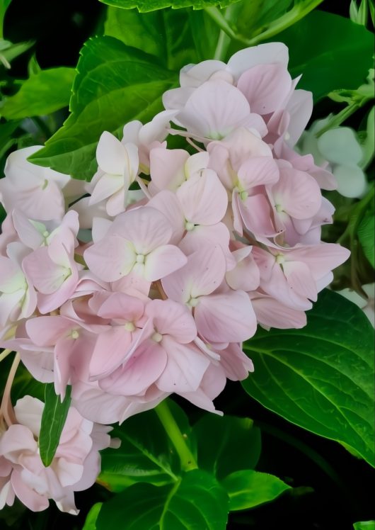 Pale pink hydrangea flowers surrounded by lush green leaves.