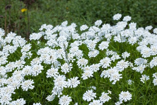 A field of white flowers with green foliage, filling the image.