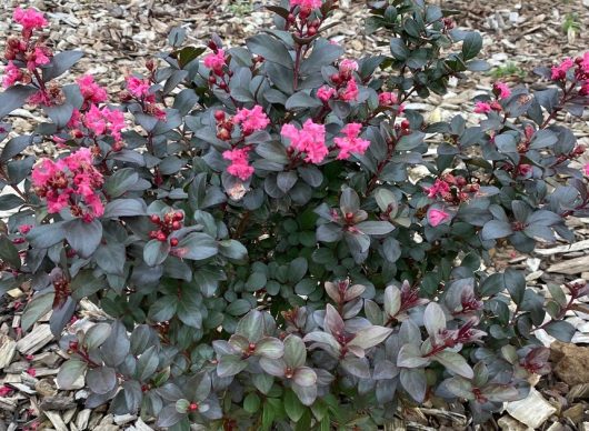 The Lagerstroemia 'Pinky Pink™' Crepe Myrtle in a 6" pot, known for its clusters of small pink flowers and dark green leaves, is surrounded by wood chips.