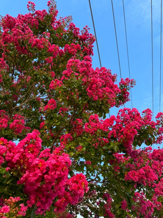 Tree branches adorned with vibrant pink blossoms from a Lagerstroemia 'Ruffled Red Magic®' Crepe Myrtle 16" Pot stand out against a clear blue sky, with several power lines visible in the background.