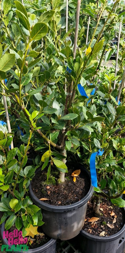 The Laurus Bay Tree 'Baby Bay' 13" Pot features glossy green leaves. Some branches are supported by blue ribbons and stakes for optimal growth, nestled among similar plants.