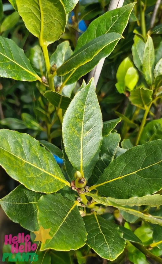 Admire the Laurus Bay Tree 'Baby Bay' in a 13" pot, featuring glossy, vibrant green leaves that bring an elegant touch to any space.