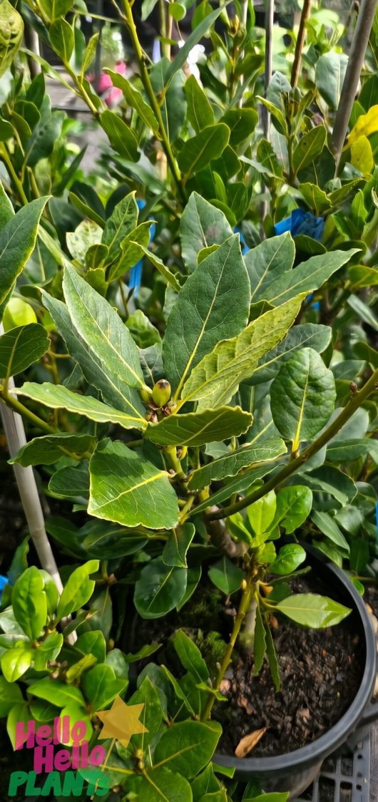 A Laurus Bay Tree 'Baby Bay' in a 13" pot displays its vibrant green leaves, complete with a label.