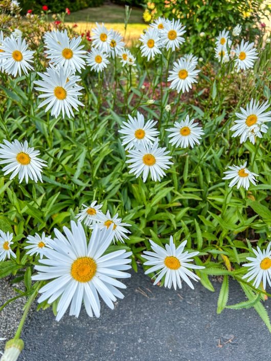 White daisies with yellow centers in a garden setting.