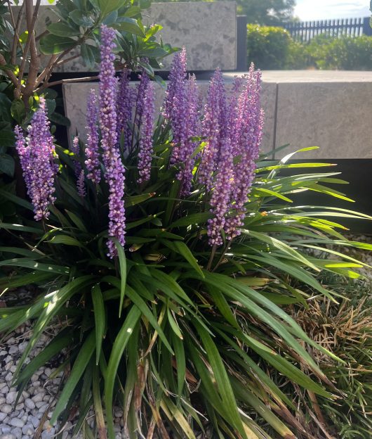 Cluster of violet flowering plants with long green leaves, set against a stone background in a garden.