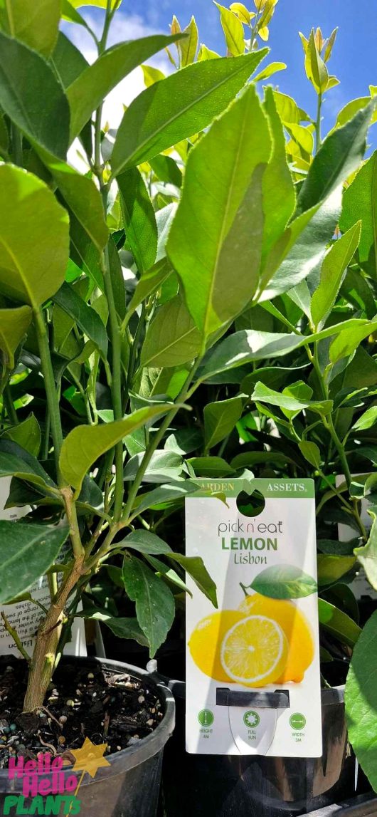 At a garden center, vibrant potted lemon plants catch the eye, with each 6" pot labeled as "Citrus Lemon Tree 'Lisbon'," showcasing this variety.