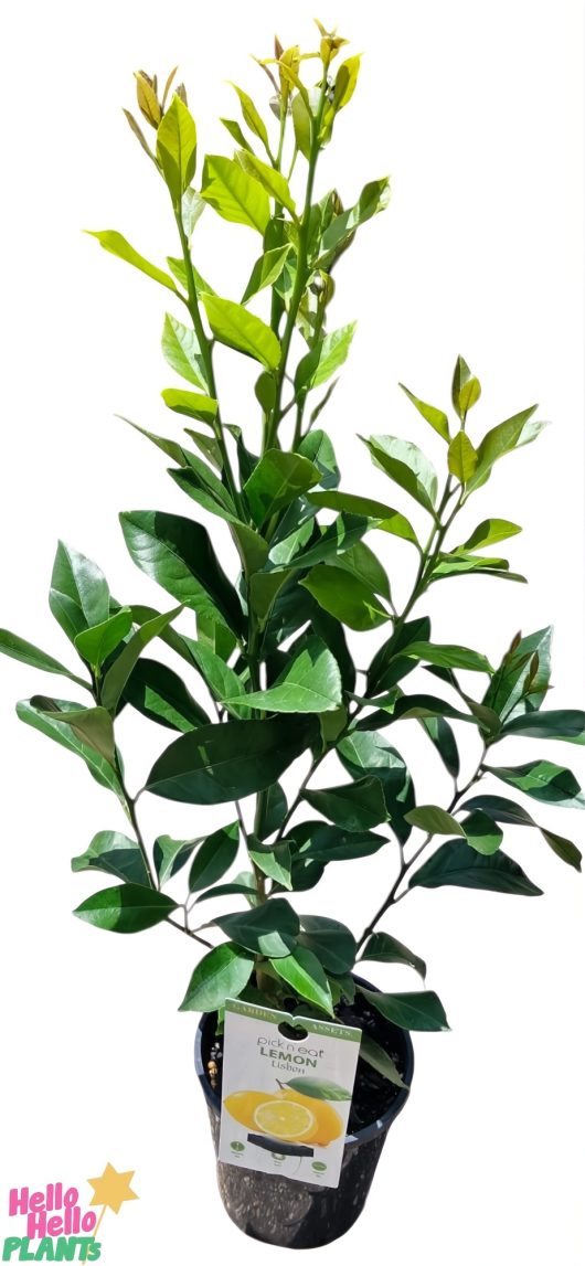 A Citrus Lemon Tree 'Lisbon' in a 6" pot showcases glossy leaves under soft light. A "Lemon" tag sits near the base against a clean white background.