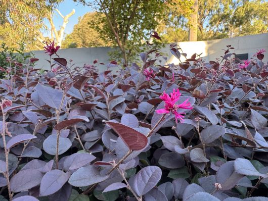 A Luma apiculata 'Myrtus Luma' 155L (Cloud Pruned) bush, with purple leaves and vibrant pink flowers, flourishes in a garden under a clear sky.