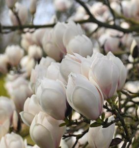 A cluster of Magnolia 'Manchu Fan' flowers, in full bloom, reminiscent of a delicate fan on sturdy tree branches, is available in a 13" pot.