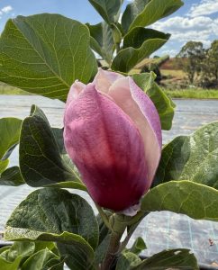 A close-up of a Magnolia 'Ruby' bud, featuring ruby pink and white tones, supported by large green leaves against a cloud-dotted blue sky.