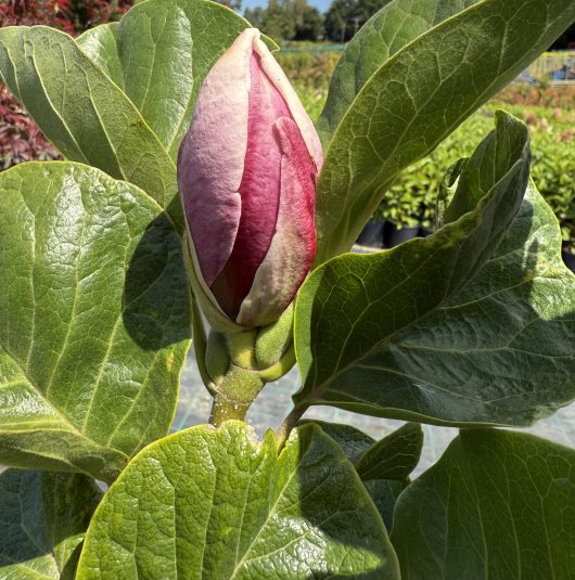 A Magnolia 'Ruby' in a 13" pot, with its tightly closed bud and green leaves, stands proudly against other plants and a clear sky.