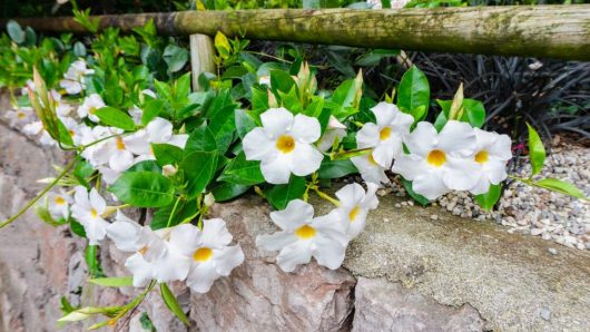 Mandevilla 'Summerstar™ Red' with white flowers, yellow centers, and green leaves flourishes along a stone wall bordered by a wooden railing, setting a serene scene for an Aloha-inspired garden romance.