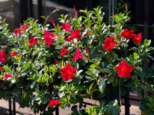 The Mandevilla 'Aloha Royal Red Romance' in a 6" pot showcases vibrant red flowers with lush green foliage, set in a sunlit outdoor scene against a dark background.