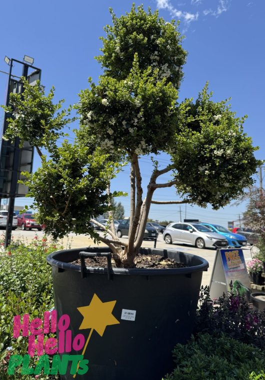 A Luma apiculata 'Myrtus Luma' 155L (Cloud Pruned) topiary, featuring multiple spherical trims, stands outside in a nursery. A "Hello Hello Plants" sign is visible on the pot.