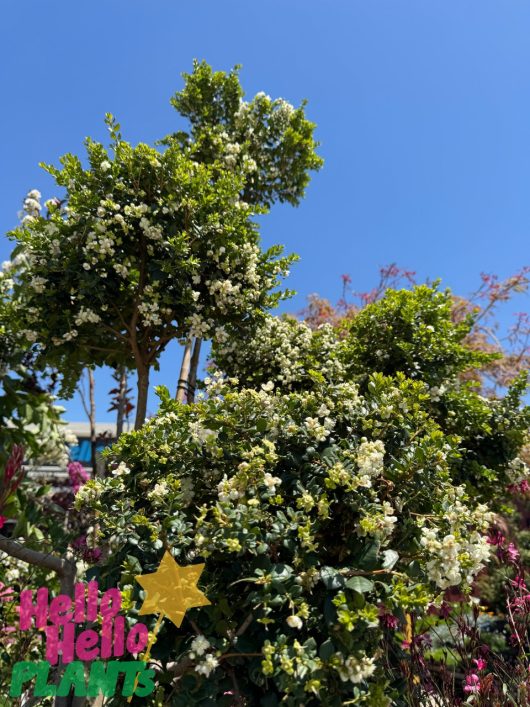 Under a clear blue sky, trimmed Luma apiculata 'Myrtus Luma' 155L (Cloud Pruned) with small white flowers, featuring vibrant "Hello Hello Plants" text at the bottom left.