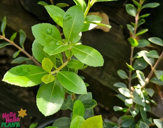 Close-up of 'Heaven Scent' Osmanthus branches from the 7" pot, their green leaves embellished with shimmering raindrops.