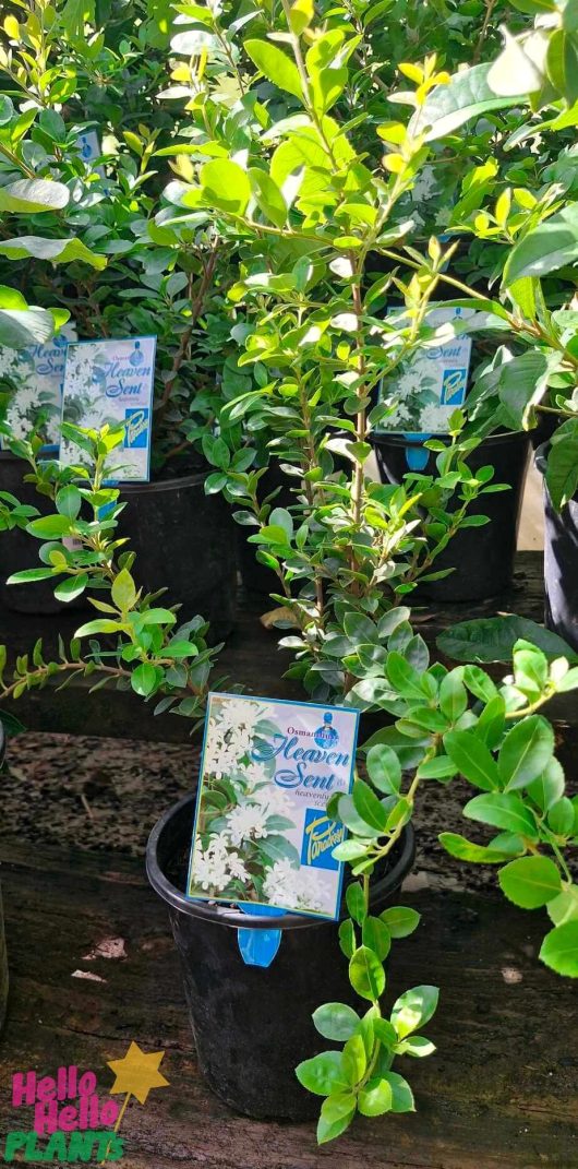 Osmanthus 'Heaven Scent' 7" pots with lush green leaves are labeled in a nursery, featuring the "Hello Hello Plants" logo at the bottom.