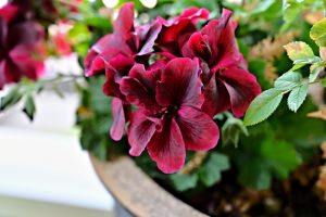 Close-up of Pelargonium 'Madame Salleron' Geranium with deep red flowers and lush green leaves in a pot.