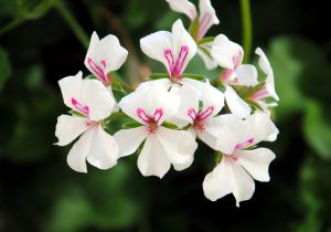 Close-up of Pelargonium 'Red' Ivy Geranium in a 4" pot, highlighting white flowers with pink centers amid dark green leaves. Ideal for enhancing any indoor or outdoor area.