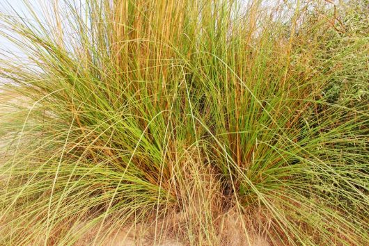 A dense cluster of Poa 'Sword' Tussock Grass from a 3" pot, featuring tall, thin blades of green and brown, grows closely together in a natural setting.