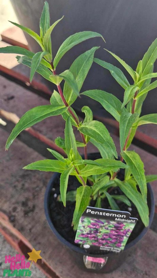 Resting on a wooden surface, the Penstemon 'Midnight' features vibrant green leaves and is packaged in a convenient 6" pot with an informative plant tag.