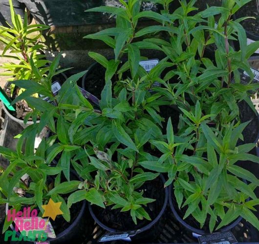 Potted Penstemon 'Midnight' with elongated leaves, photographed outdoors in the soft glow of midnight. A label in the bottom left corner reads "Hello Hello Plants.