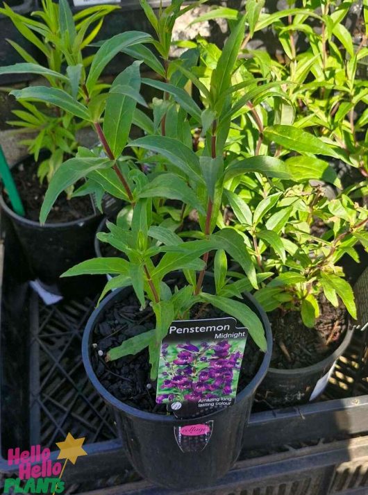 A Penstemon 'Midnight' plant, with lush green leaves and a label showing its iconic purple flowers, elegantly displayed in a 6" pot on a tray.