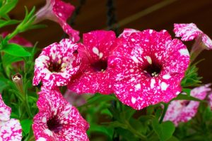 Close-up of vibrant Petunia 'Midnight Gold' blooms in a 6" pot, featuring pink and white speckles against lush green leaves.