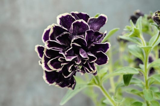 Close-up of a dark purple Petunia Tri-Colour 10" (Hanging Baskets) flower with white edges, set against a blurred background.