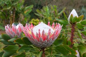 Close-up of a Protea 'King Pink' from a 6" pot, featuring pink petals with a white center, surrounded by green leaves against a blurred natural background.