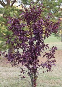 A small Prunus 'Purple Jewel™' Ornamental Plum in a 13" pot showcases dense, dark purple leaves that contrast beautifully with the grassy area and green trees in the background.