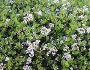 Dense green shrub with small clusters of white flowers scattered throughout.