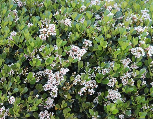 Dense green shrub with small clusters of white flowers scattered throughout.