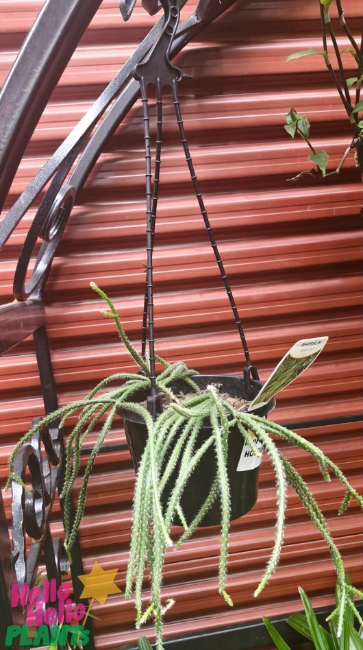 A 7" hanging basket showcases a Rhipsalis 'Mouse Tail Cactus' with thin, spiky green leaves against a red corrugated background.