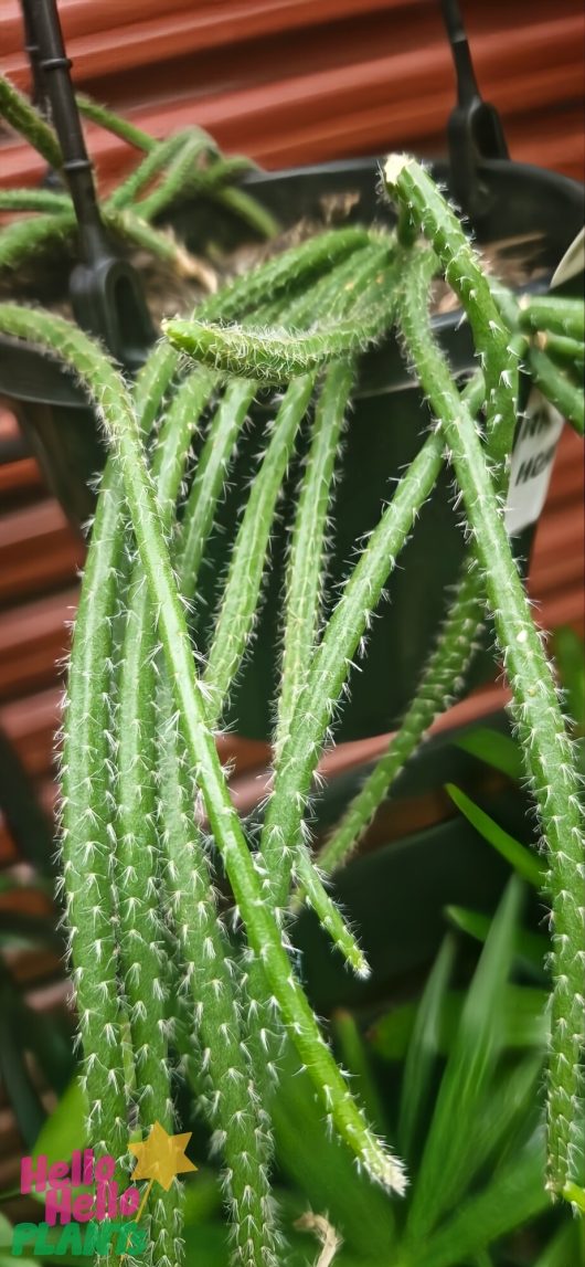 A close-up of a Rhipsalis 'Mouse Tail Cactus' 7" hanging basket with long, thin green stems and small spines, set against a vibrant red corrugated background.