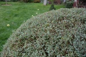 Close-up of a round, leafy bush with a grassy lawn and scattered yellow balls in the background.