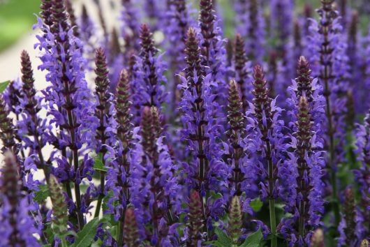 A garden boasts tall Salvia 'Caradonna' flowers with purple blooms and lush green leaves, all thriving from a 6" pot.