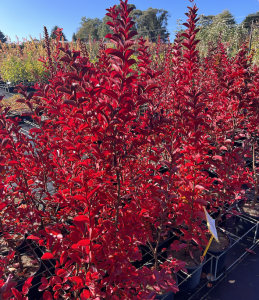 Red-leaved plants in black pots are arranged closely together outdoors on a sunny day.