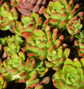 A close-up of vibrant green succulents with red tips, featuring the striking Echeveria 'Black Prince' Succulent in a 4" pot, bathed in sunlight.