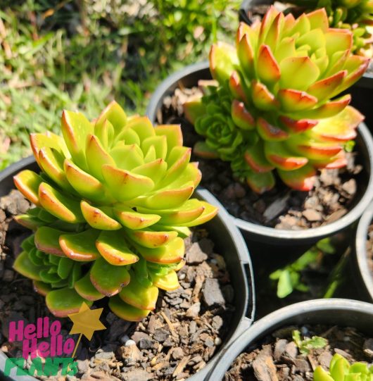 Close-up of Sedeveria 'Lety's Sedeveria' succulents in a 6" pot, featuring green leaves with red tips against a grassy background.