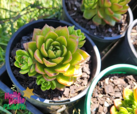 Close-up of a green Sedeveria 'Lety's Sedeveria' succulent in a black pot, with colorful "Hello Hello Plants" text at the bottom.