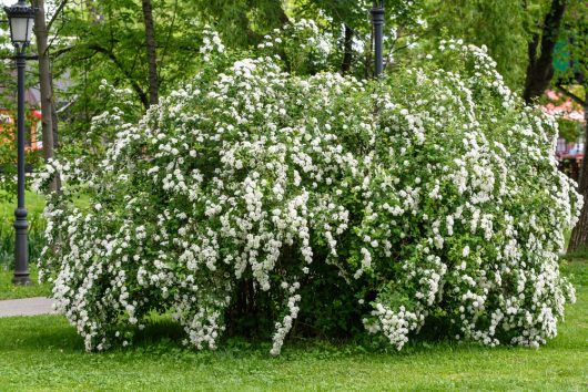 A Spiraea 'Snowmound' May Bush 8" Pot, named for its dense clusters of small white flowers, thrives in the lush green park setting.