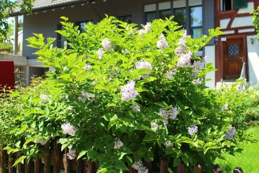 A Syringa 'Miss Kim' Lilac in a 10" pot with blooming light purple flowers adorns the front of a house, nestled next to a charming wooden fence.