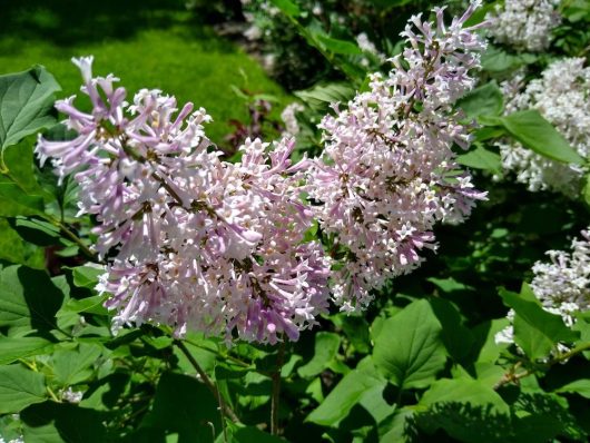 Close-up of Syringa 'Miss Kim' Lilac in a 10" pot, showcasing light purple blossoms and vibrant green leaves under bright sunlight.