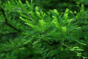 Close-up of green branches from a Taxodium 'Secrest Bald Cypress' in an 8" pot, showing needle-like leaves against a blurred forest backdrop.