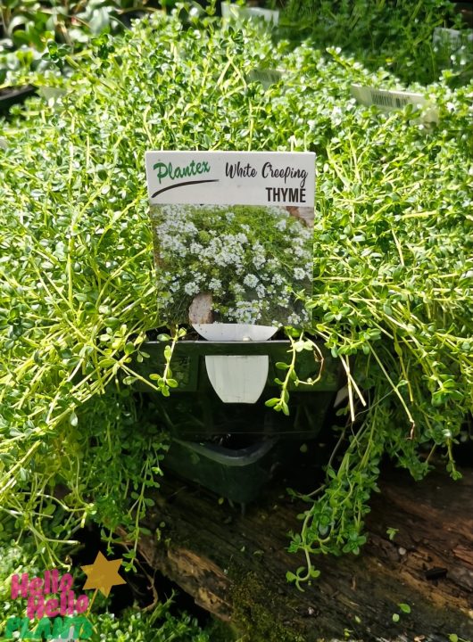 The Thymus 'White Creeping Thyme' in a 4" pot thrives with its vibrant leaves among the greenery, marked by a plant label.