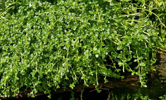 Thymus 'White Creeping Thyme' 4" Pot