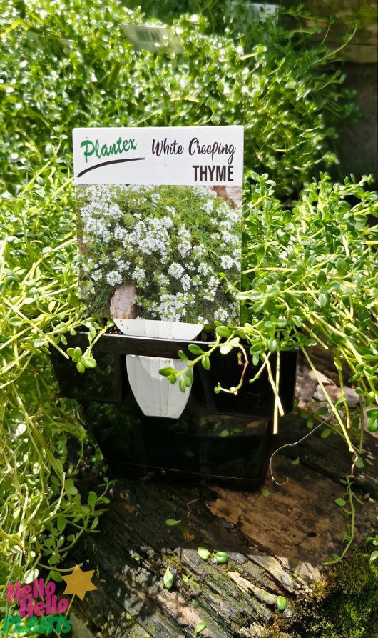 The Thymus 'White Creeping Thyme' 4" pot features vibrant green leaves and includes a label with blooming thyme imagery. It's displayed on a wooden surface with small decorative stickers.